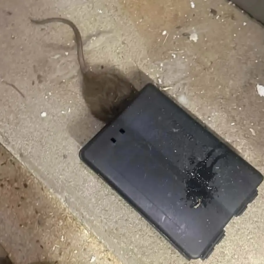 Rat capturé dans un poste d'appâtage sécurisé posé par Creuse Nuisibles, intervention efficace contre les rongeurs.