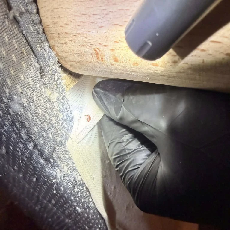 Identification d'une punaise de lit sur les coutures d'un matelas par un expert ganté de Creuse Nuisibles.