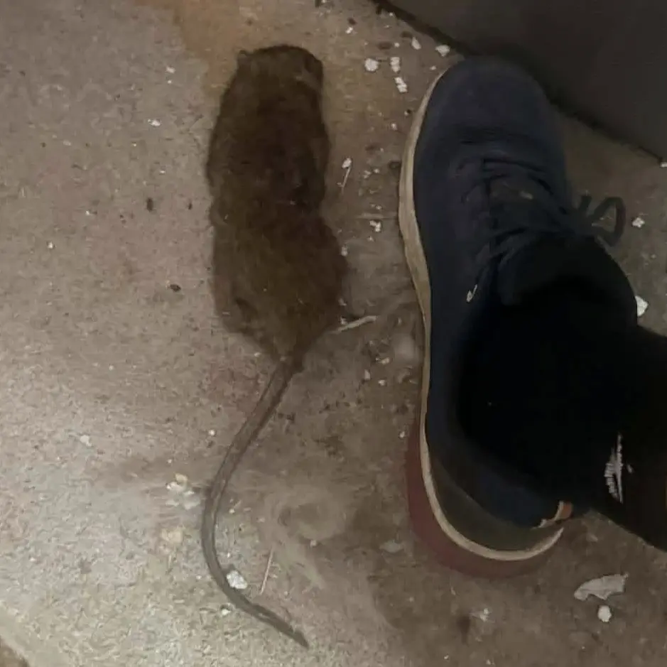 Comparaison de taille : un rat d'égout de grande taille capturé en Creuse par le professionnel de Creuse Nuisibles.