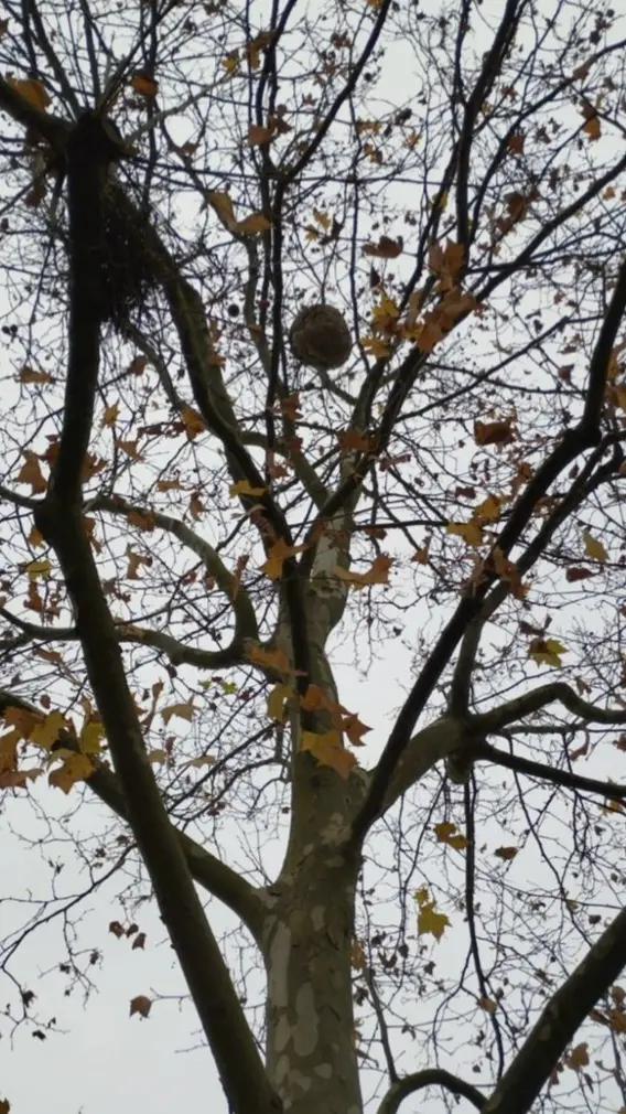 Nid de frelons asiatiques volumineux suspendu à une branche d'arbre en Creuse, repéré par Creuse Nuisibles.