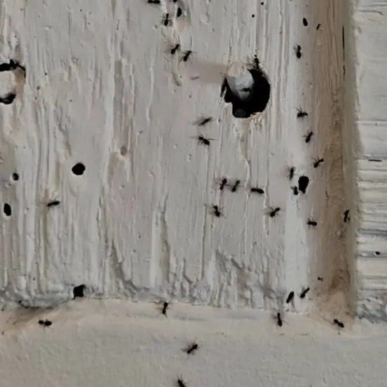 Fourmis charpentières s'introduisant par une fissure dans une plinthe en bois peint, diagnostic Creuse Nuisibles.
