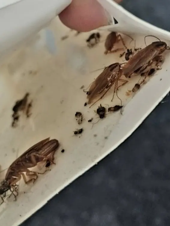 Résultat après traitement insecticide : blattes de cuisine neutralisées par l'expert Creuse Nuisibles.